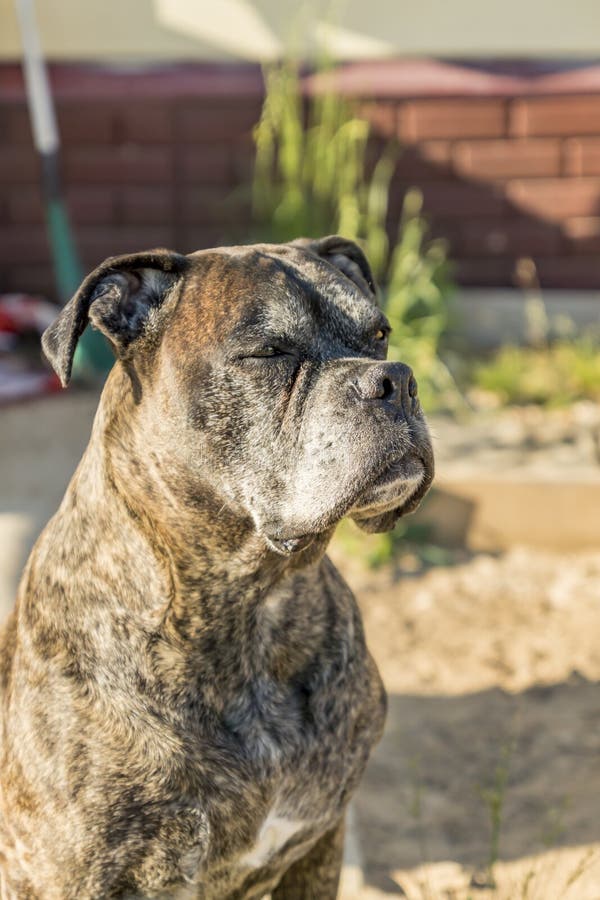 Portraint of German Boxer Dog on the Street Stock Image Image of nose