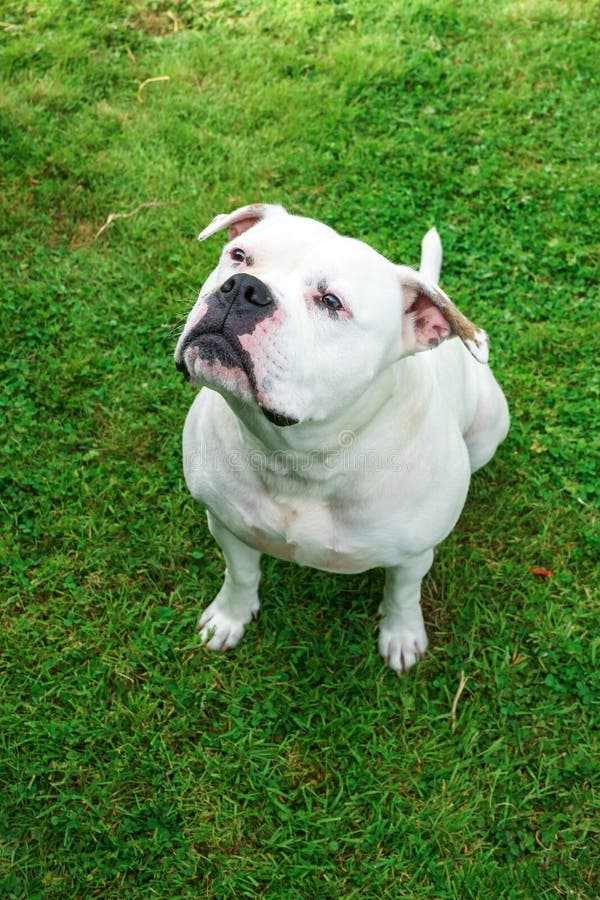 Portrair du chien blanc de bull-terrier de Staffordshire se reposant sur l'herbe et le festin de attente image stock Portrair du chien blanc de bull-terrier de Staffordshire se reposant sur l'herbe et le festin de attente image stock