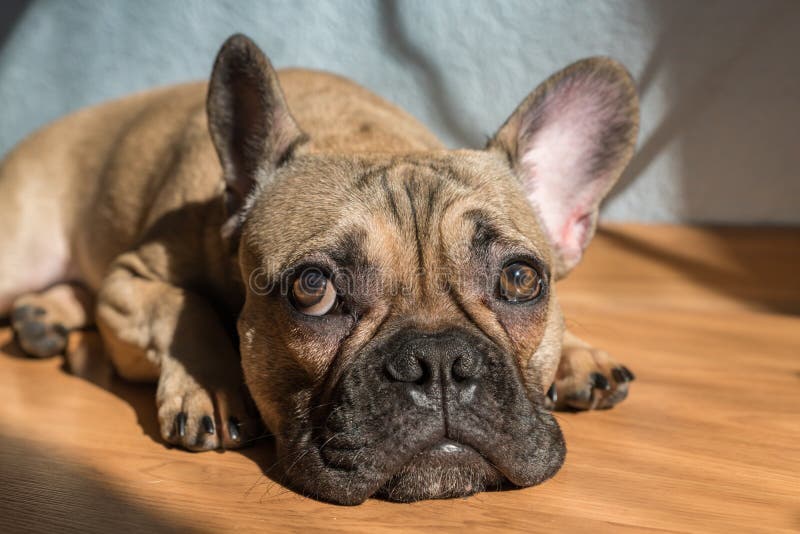 Portrait Adorable French Bulldog Dog Lying on the Floor Stock Image ...