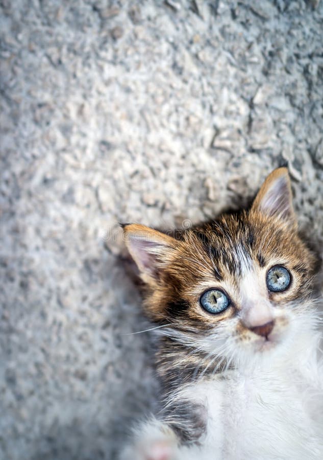 Adorable little cat royalty free stock photo Adorable little cat royalty free stock photo
