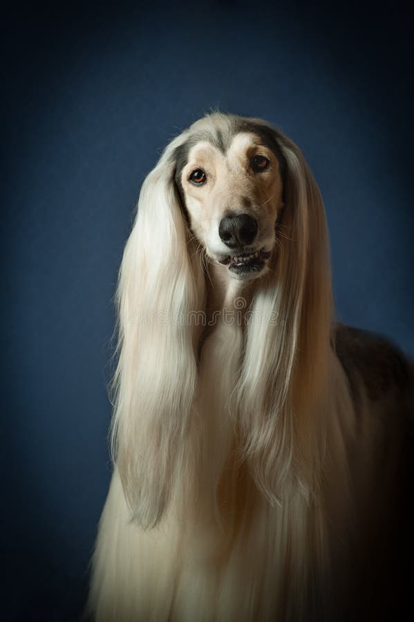 Portrait of an afghan hound stock photo