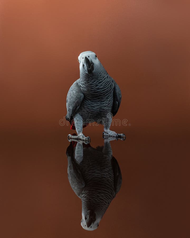 Portrait of African Grey Parrot Looking Forward. Funny Bird on Brown