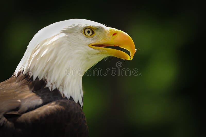 Portrait american eagle on the green background Haliaeetus leucocephalus. Detail animal face.