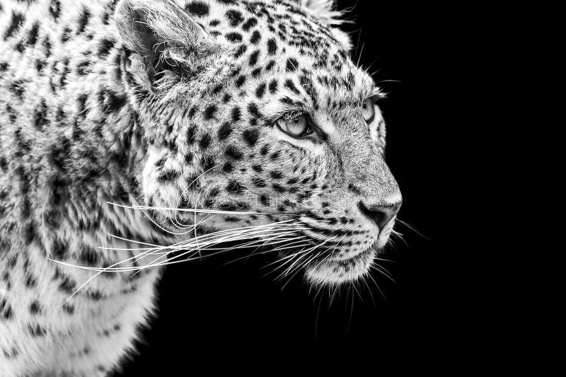 Portrait of Amur Leopard in black and white