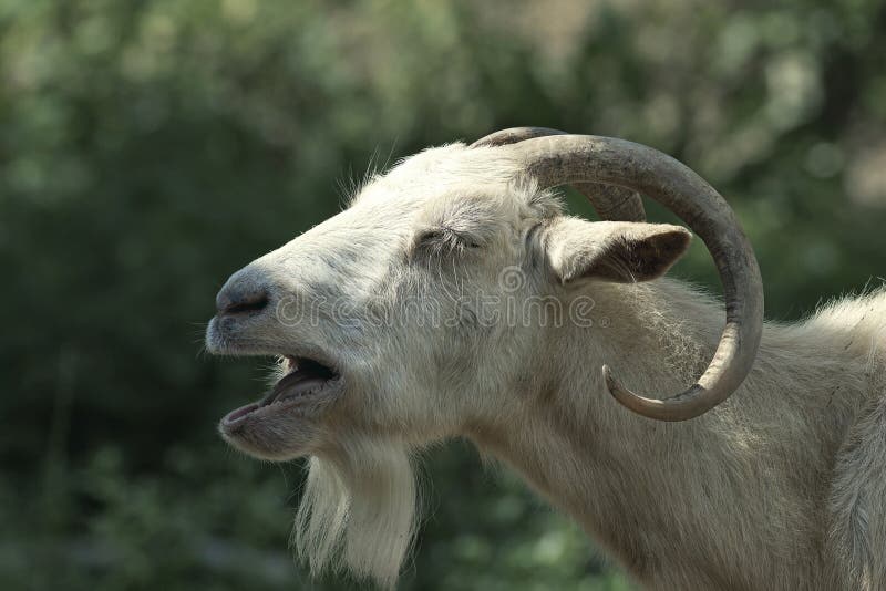 Portrait of an angry goat stock photo. Image of horns 238168518