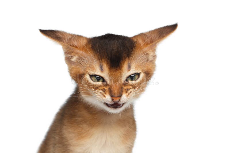 Angry kitten Stock Photos, Royalty Free Angry kitten Images