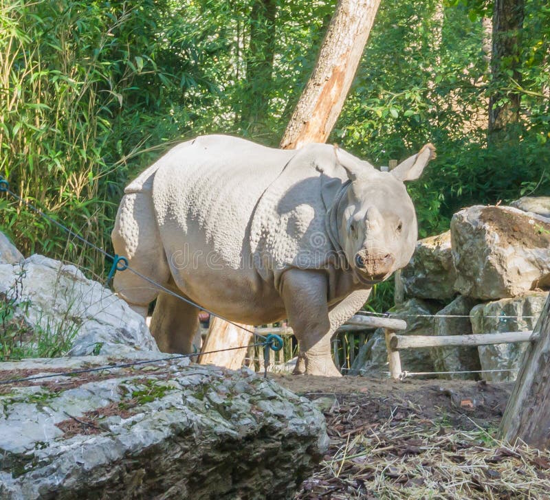 Portrait animal d'espèce menacée rare d'un rhinocéros indien photographie stock libre de droits Portrait animal d'espèce menacée rare d'un rhinocéros indien photographie stock libre de droits