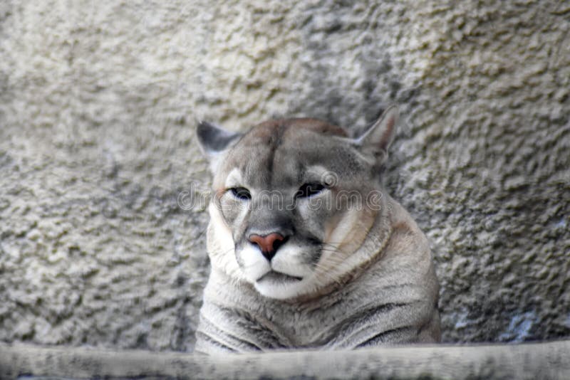 animal puma gris