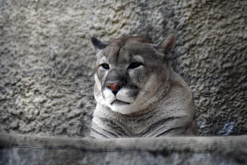 animal puma gris