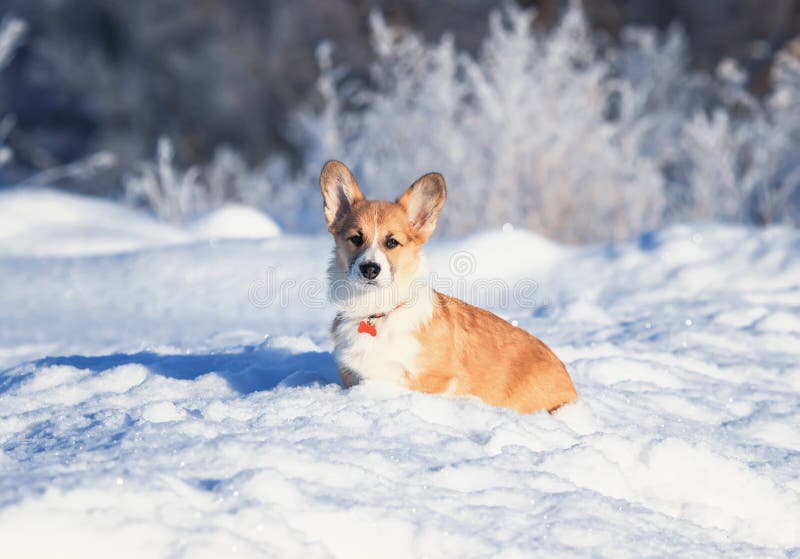 portrait of the animal little red Corgi puppy walks in the Sunny winter pack in white snow royalty free stock images portrait of the animal little red Corgi puppy walks in the Sunny winter pack in white snow royalty free stock images