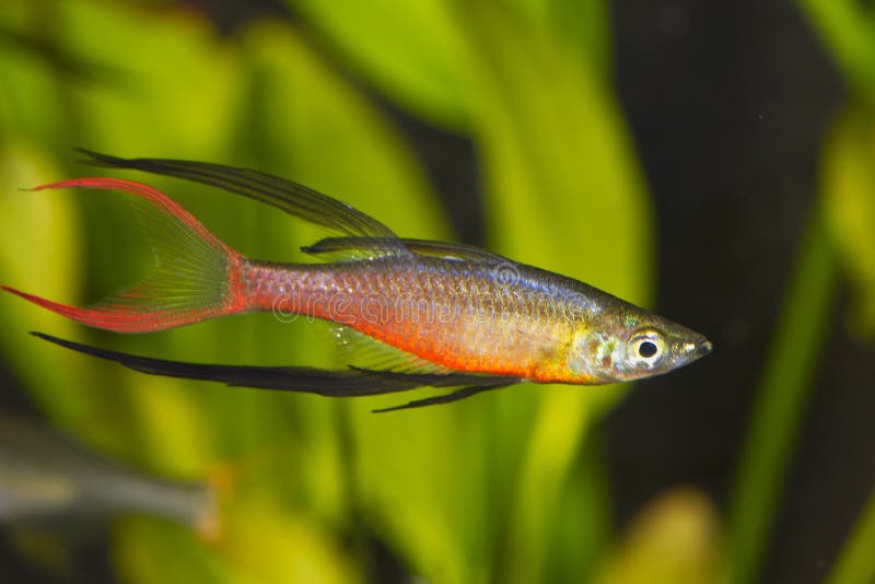Portrait of Aquarium Fish Threadfin Rainbowfish Iriatherina Werneri