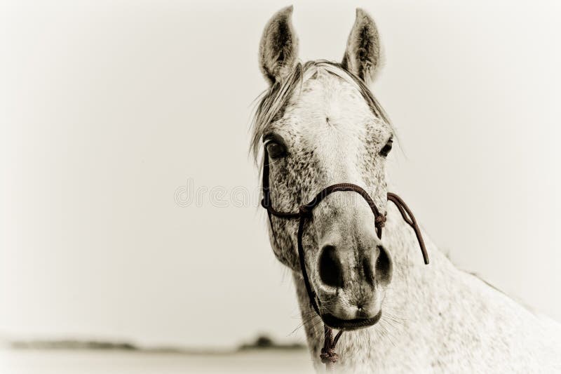 Portrait of an Arabian Horse