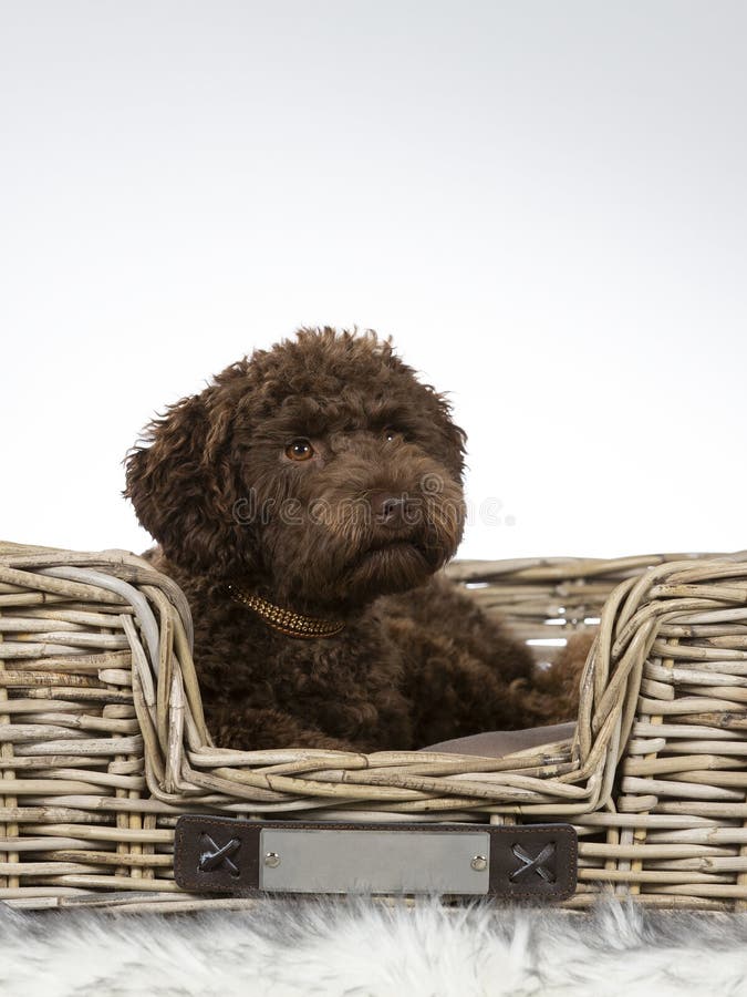 Portrait australien de chiot de labradoodle photographie stock libre de droits Portrait australien de chiot de labradoodle photographie stock libre de droits