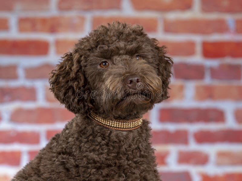 Portrait australien de chiot de labradoodle photographie stock Portrait australien de chiot de labradoodle photographie stock