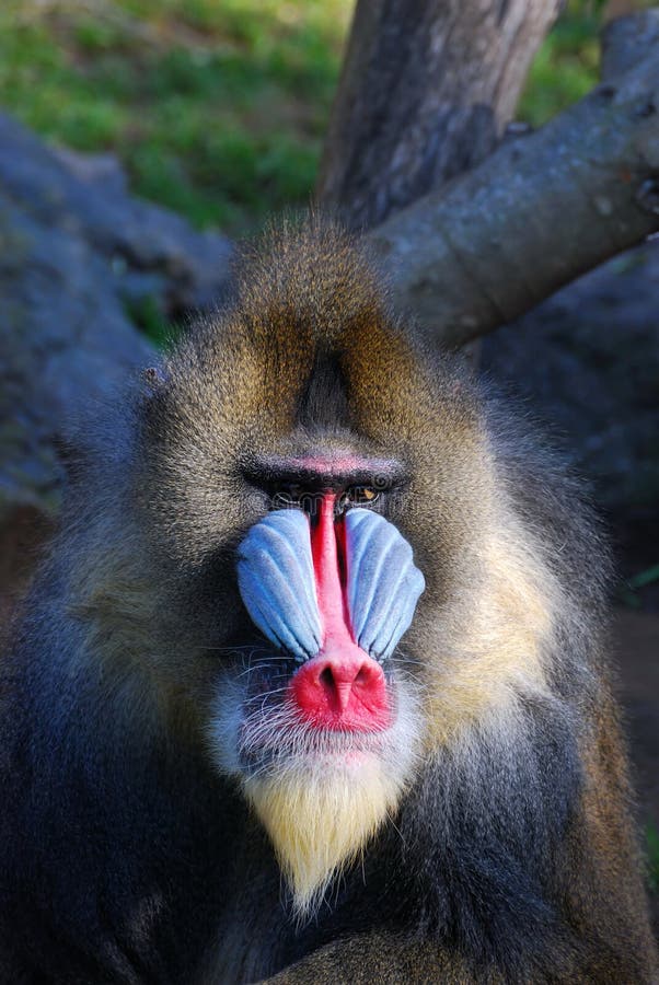 red and blue faced monkey