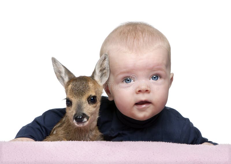 Portrait of Baby Boy with Fallow Deer Fawn Stock Photo Image of deer, baby 10781042