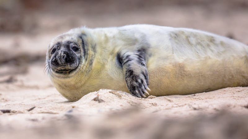 Portrait of Baby Common Seal on Beach Stock Image - Image of life, nature:  123868649