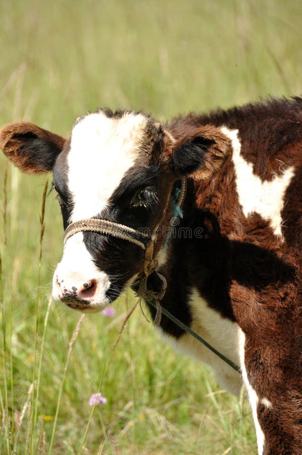 Portrait of a baby cow royalty free stock photo