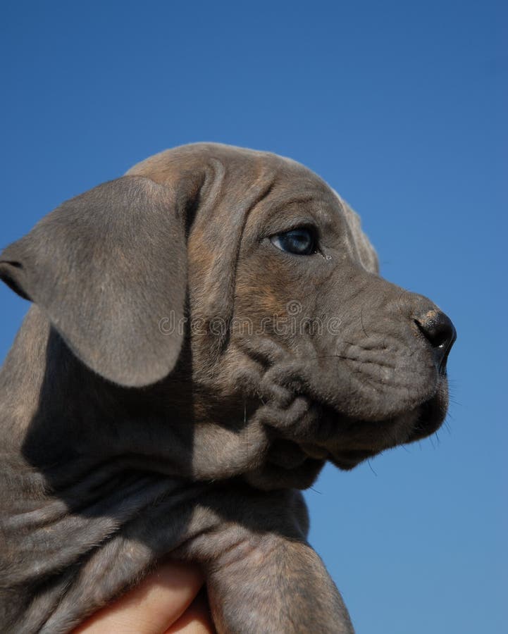 Portrait of a baby dog