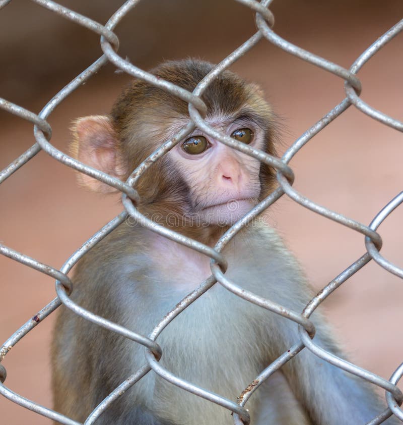 Portrait of a Baby Monkey in a Zoo Cage. Stock Image Image of looking, cute 260417709