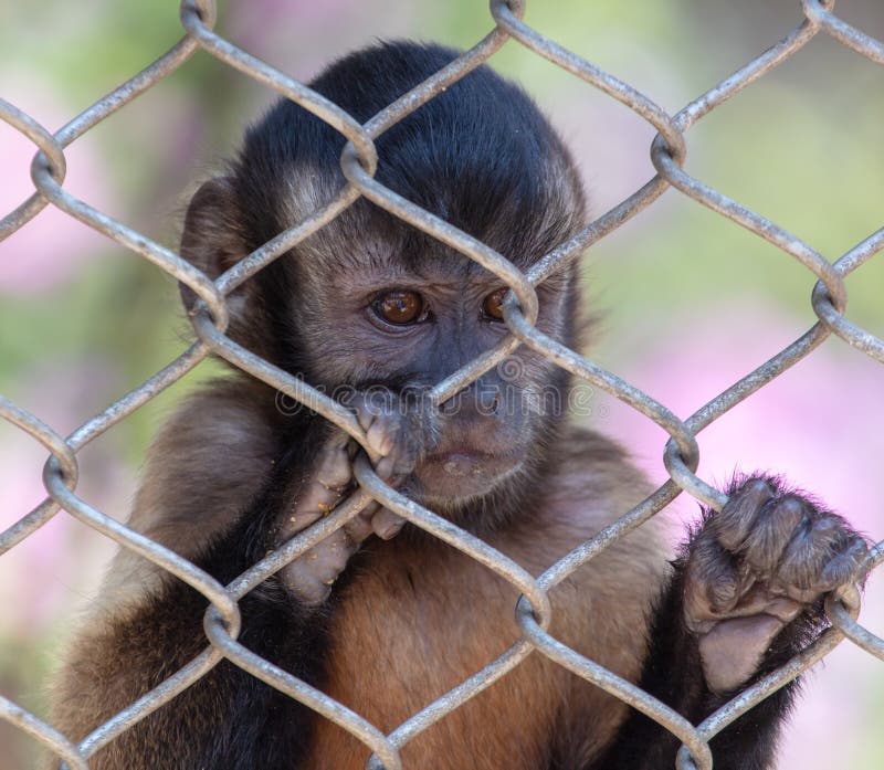 Portrait of a Baby Monkey in a Zoo Cage. Stock Image Image of young, baby 263714215