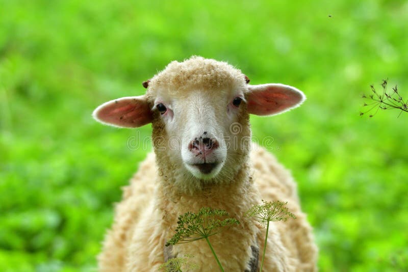 Portrait Baby Sheep Lamb Grazing the Grass and Leafs Stock Image - Image of pasture, animal: 120767181 Portrait Baby Sheep Lamb Grazing the Grass and Leafs Stock Image - Image of pasture, animal: 120767181