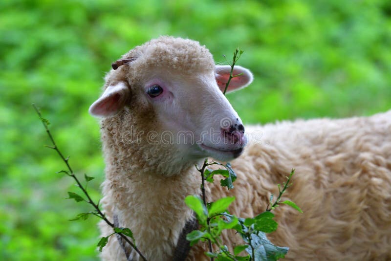 Portrait Baby Sheep Lamb Grazing the Grass and Leafs Stock Photo - Image of mammal, farmland: 120767254 Portrait Baby Sheep Lamb Grazing the Grass and Leafs Stock Photo - Image of mammal, farmland: 120767254