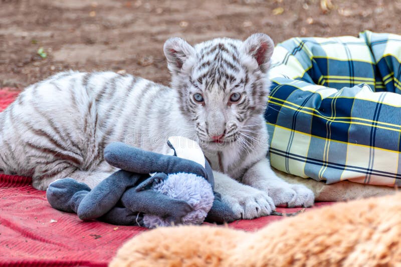 Portrait of a Baby White Tiger with Plushes Stock Image Image of head
