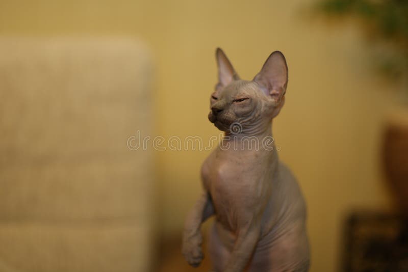 Portrait of a Bald Cat. the Sphynx Cat Breed is Hairless Animals without  Hair Stock Image - Image of beautiful, sitting: 216778995