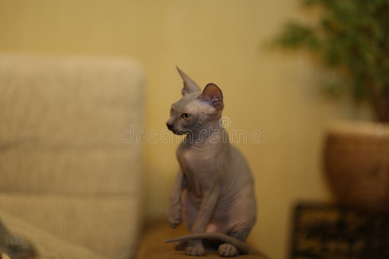 Portrait of a Bald Cat. the Sphynx Cat Breed is Hairless Animals without Hair Stock Image - Image of gray, cozy: 217297223 Portrait of a Bald Cat. the Sphynx Cat Breed is Hairless Animals without Hair Stock Image - Image of gray, cozy: 217297223