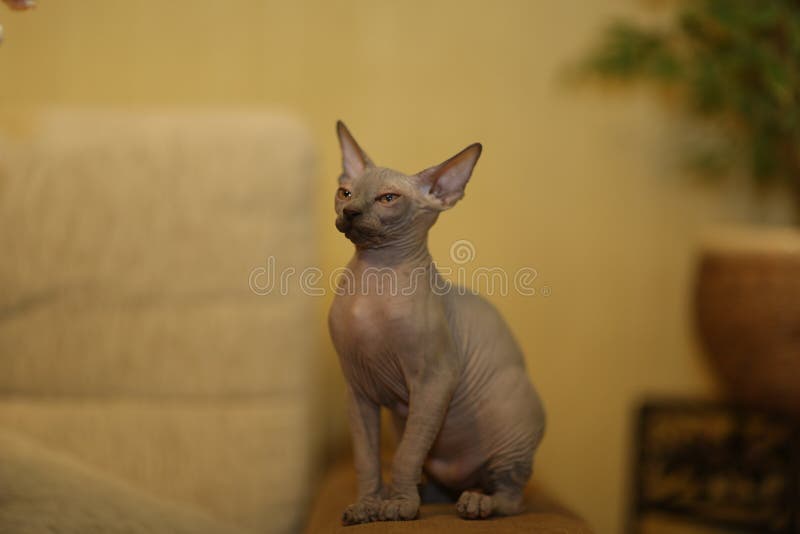 Portrait of a Bald Cat. the Sphynx Cat Breed is Hairless Animals without Hair Stock Photo - Image of mammal, animal: 228983168 Portrait of a Bald Cat. the Sphynx Cat Breed is Hairless Animals without Hair Stock Photo - Image of mammal, animal: 228983168