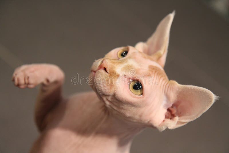Portrait of a Bald Cat. the Sphynx Cat Breed is Hairless Animals without  Hair Stock Photo - Image of domestic, looking: 216442192
