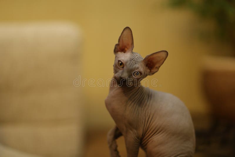 Portrait of a Bald Cat. the Sphynx Cat Breed is Hairless Animals without  Hair Stock Photo - Image of sphinx, mammal: 216609924