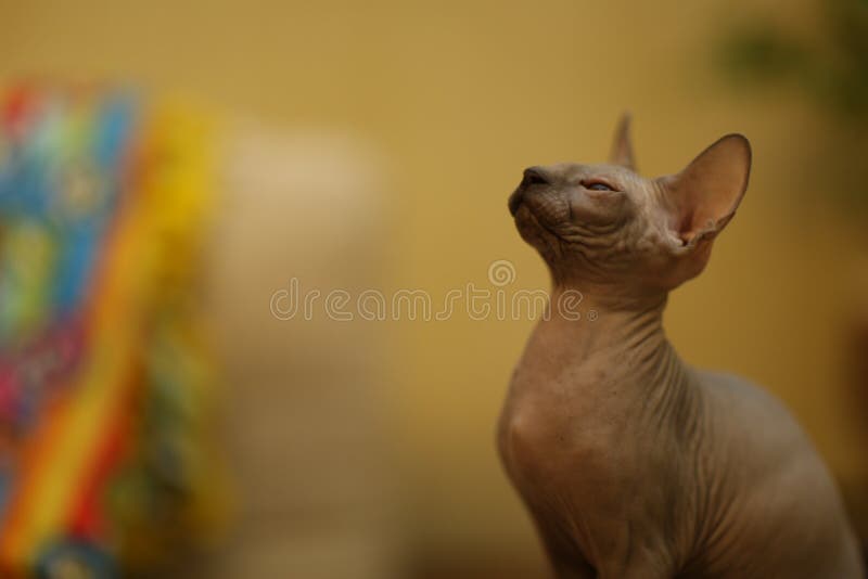 Portrait of a Bald Cat. the Sphynx Cat Breed is Hairless Animals without  Hair Stock Photo - Image of breed, beautiful: 216734716
