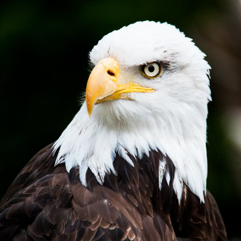 Portrait of a bald eagle (lat. haliaeetus leucocephalus)