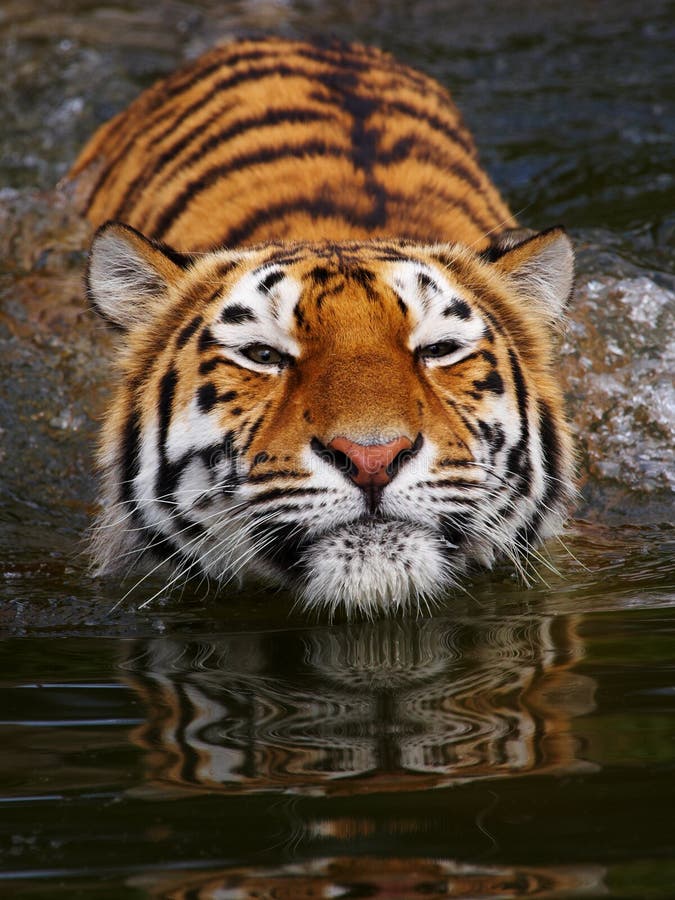 167 Portrait Swimming Siberian Tiger Stock Photos - Free & Royalty-Free ...