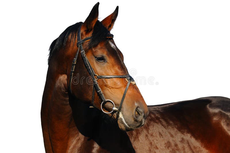 Portrait of bay horse stock images