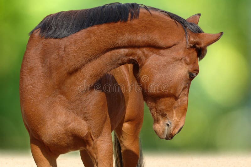 A portrait of bay horse royalty free stock photos