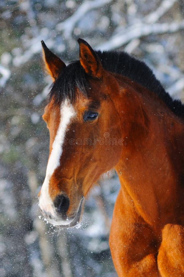 Portrait of bay horse in forest royalty free stock photography