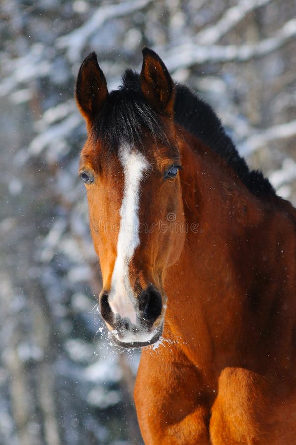 Portrait of bay horse in forest royalty free stock photography