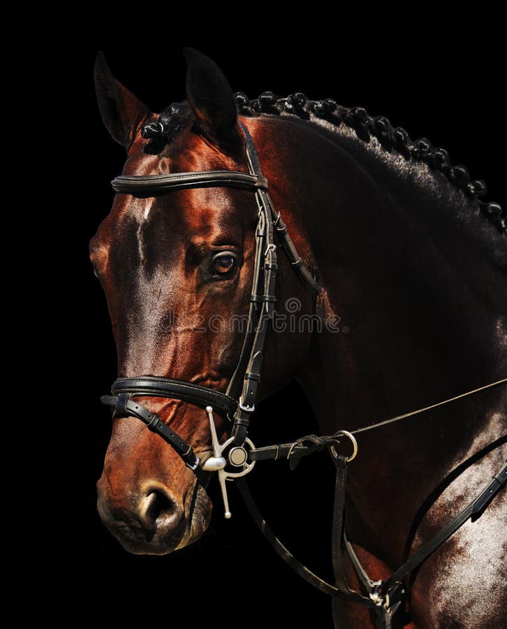 Portrait of bay horse isolated on black royalty free stock image