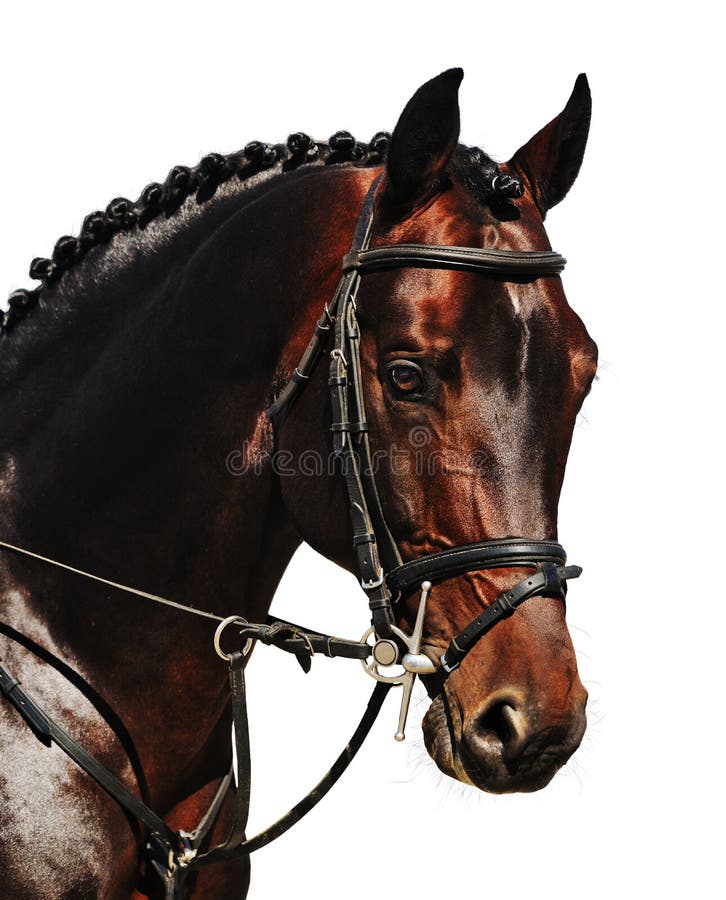 Portrait of bay horse isolated on white stock images