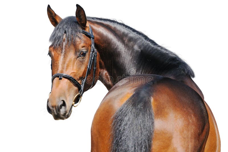 Portrait of bay horse isolated on white royalty free stock photography