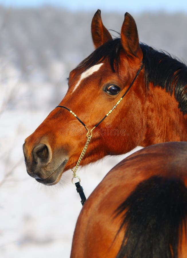 Portrait of bay horse in winter royalty free stock images