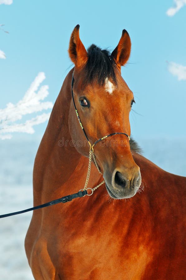 Portrait of bay horse in winter stock photography