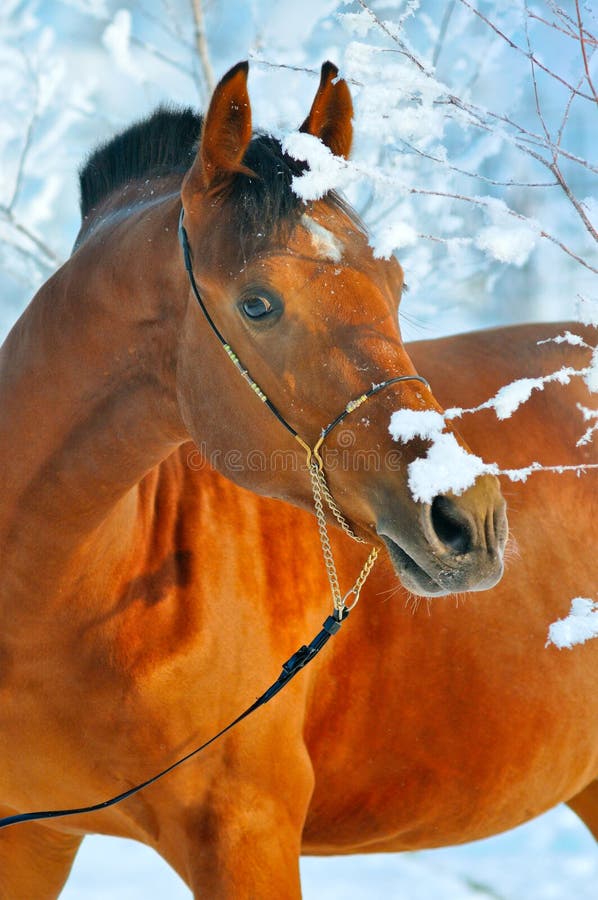 Portrait of bay horse in winter royalty free stock photo