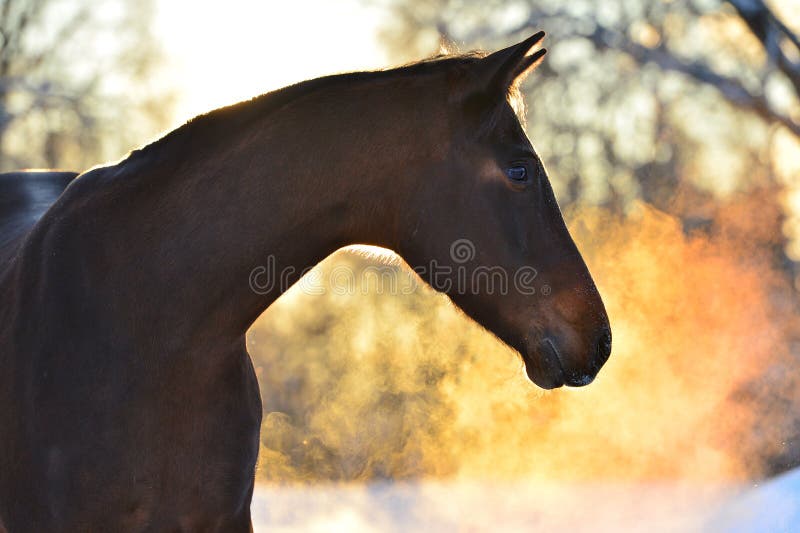 Portrait of the bay horse in winter with golden couple stock photo Portrait of the bay horse in winter with golden couple stock photo