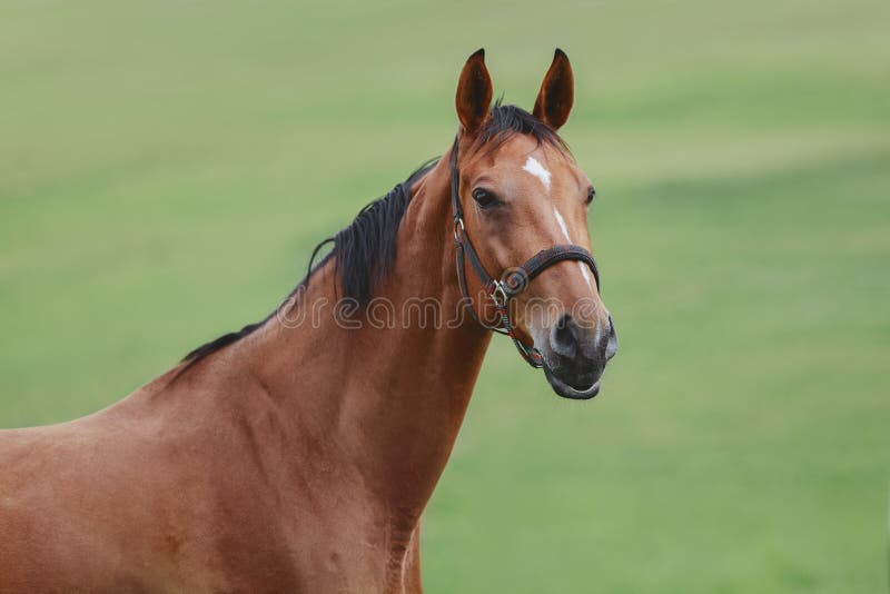 Portrait of bay mare horse in green field in summer