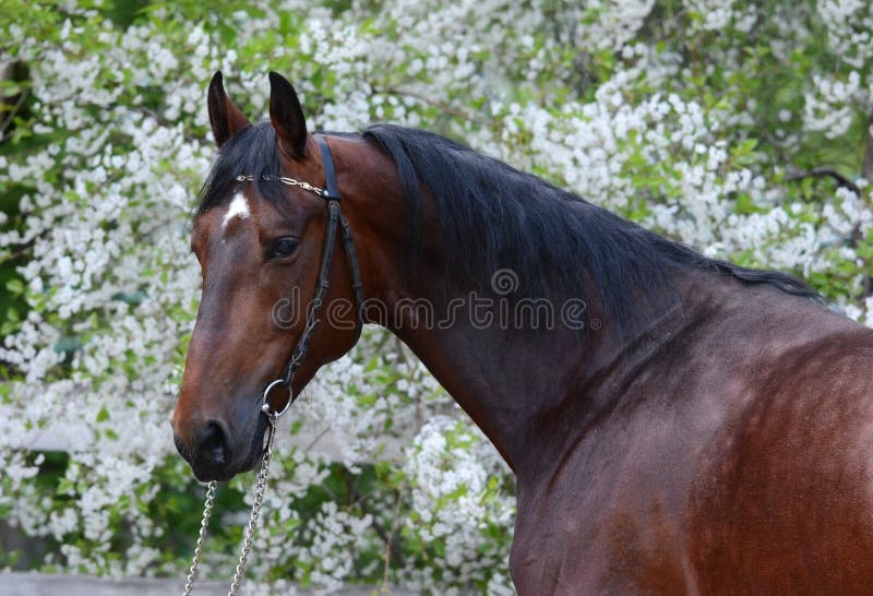 Portrait of a bay stallion