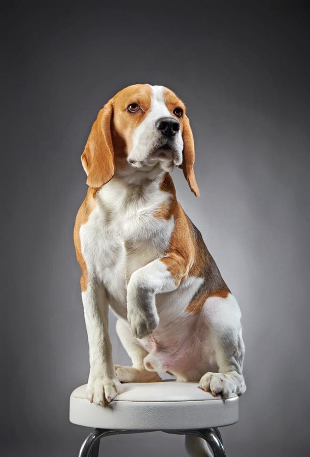 Portrait of beagle dog stock image. Image of white, gray 65380923